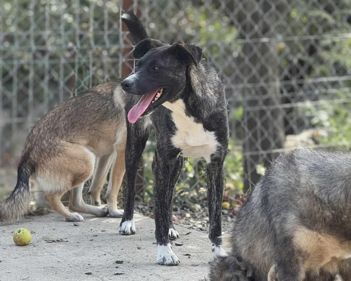 Indy, female young Mixed Breed for adoption at Claudias Herzenshunde, Germany