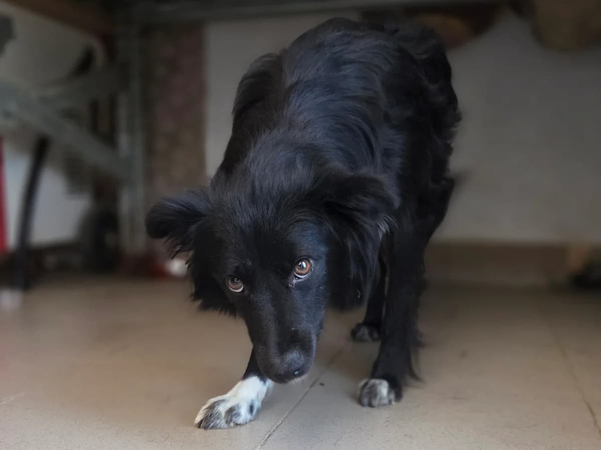 Ines, female young Mixed Breed for adoption at Claudias Herzenshunde, Germany
