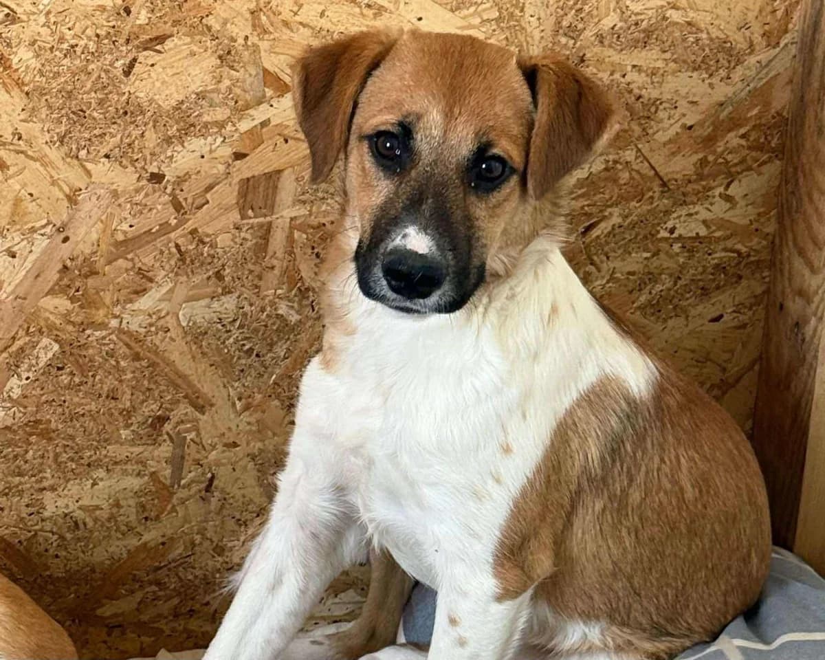 Isa, Mixed Breed (Claudias Herzenshunde)