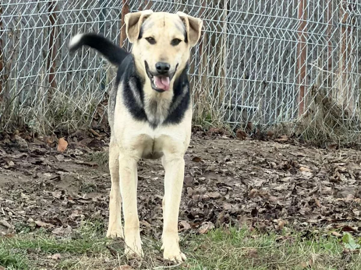 Joe, Mixed Breed (Claudias Herzenshunde)
