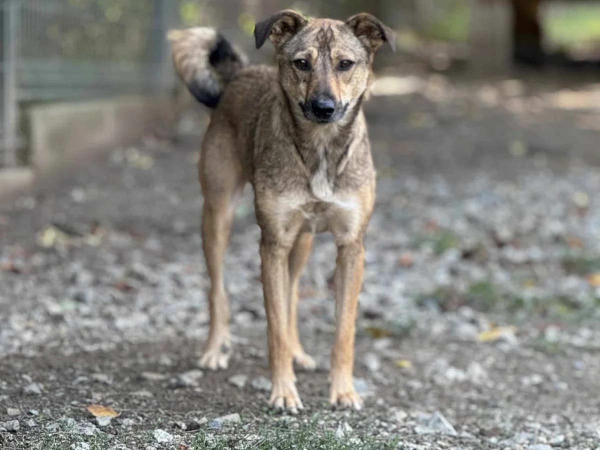 Joy, Mixed Breed (Claudias Herzenshunde)