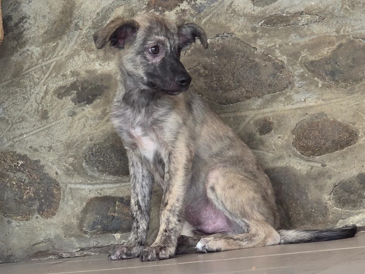 Kaja, male puppy Mixed Breed for adoption at Claudias Herzenshunde, Germany