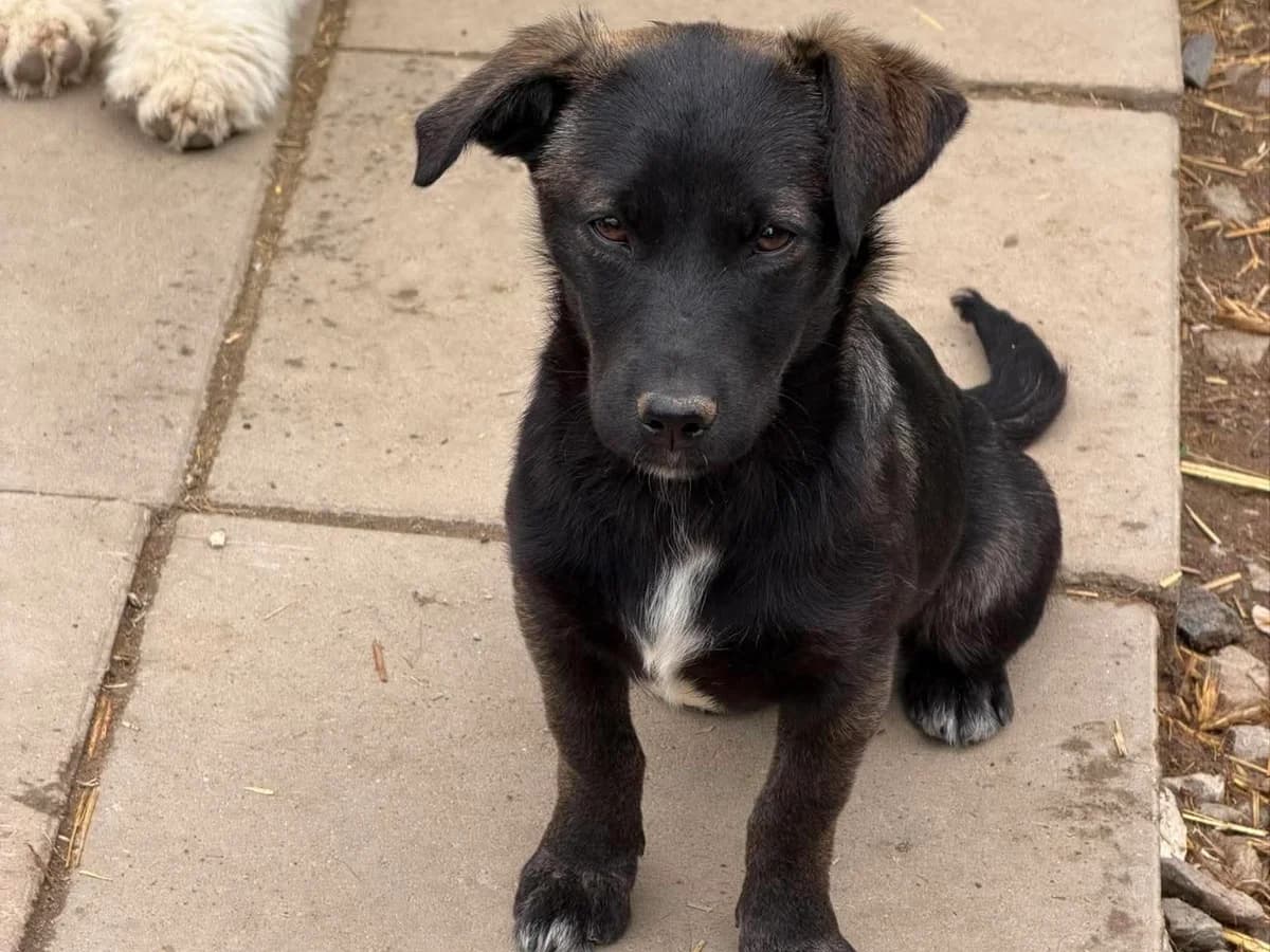 Karo, Mixed Breed (Claudias Herzenshunde)