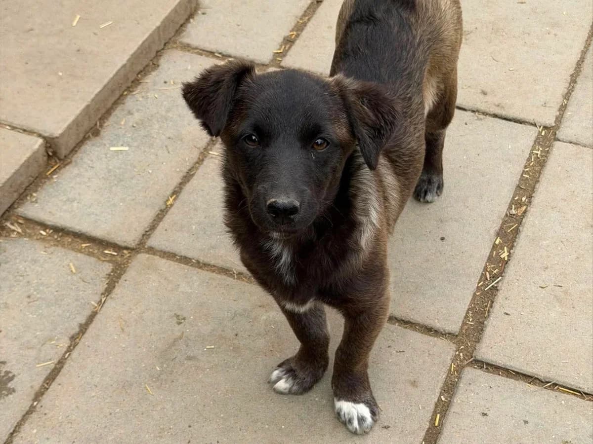 Kleo, Mixed Breed (Claudias Herzenshunde)