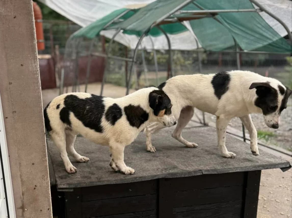Kuki, Mixed Breed (Claudias Herzenshunde)