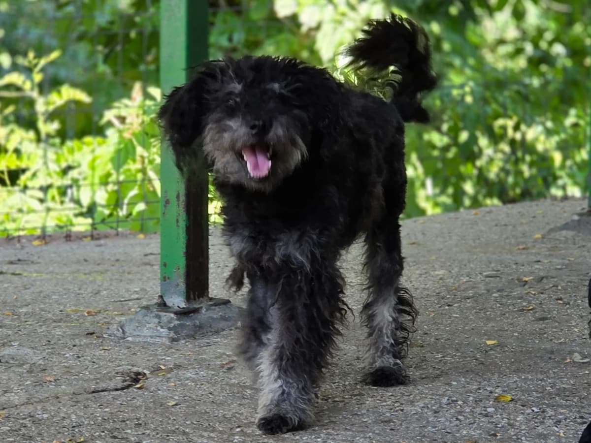 Leo, male young Mixed Breed for adoption at Claudias Herzenshunde, Germany