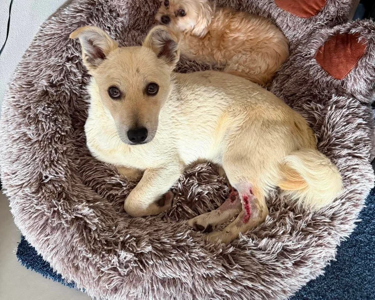 Lino, Mixed Breed (Claudias Herzenshunde)