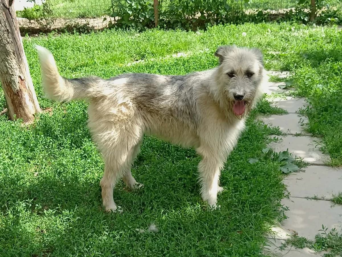 Lisa, female young Mixed Breed for adoption at Claudias Herzenshunde, Germany