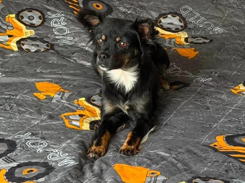 Mary, female young Mixed Breed for adoption at Claudias Herzenshunde, Germany