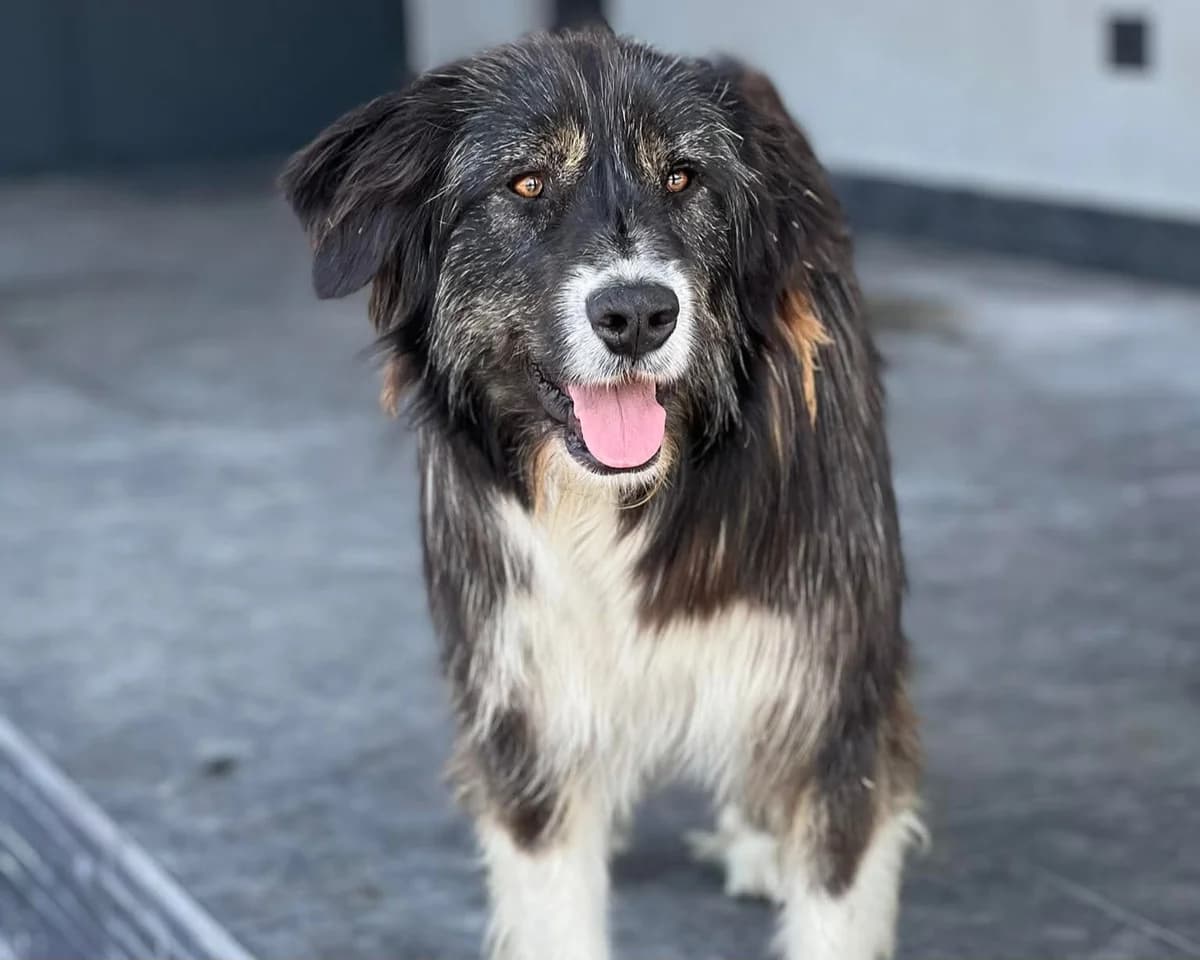 Momo, female young mixed breed for adoption at Claudias Herzenshunde, Germany