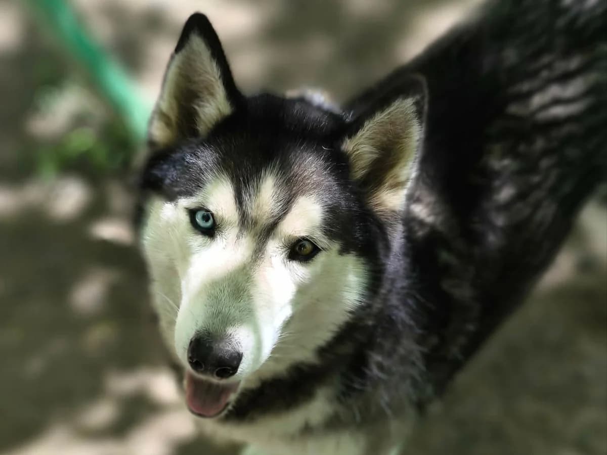 Moon RESERVIERT, Mixed Breed (Claudias Herzenshunde)