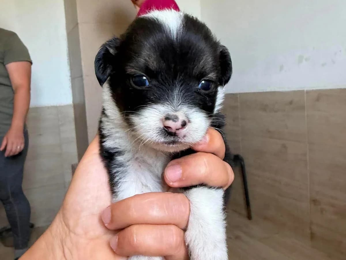 Noah, male puppy Mixed Breed for adoption at Claudias Herzenshunde, Germany
