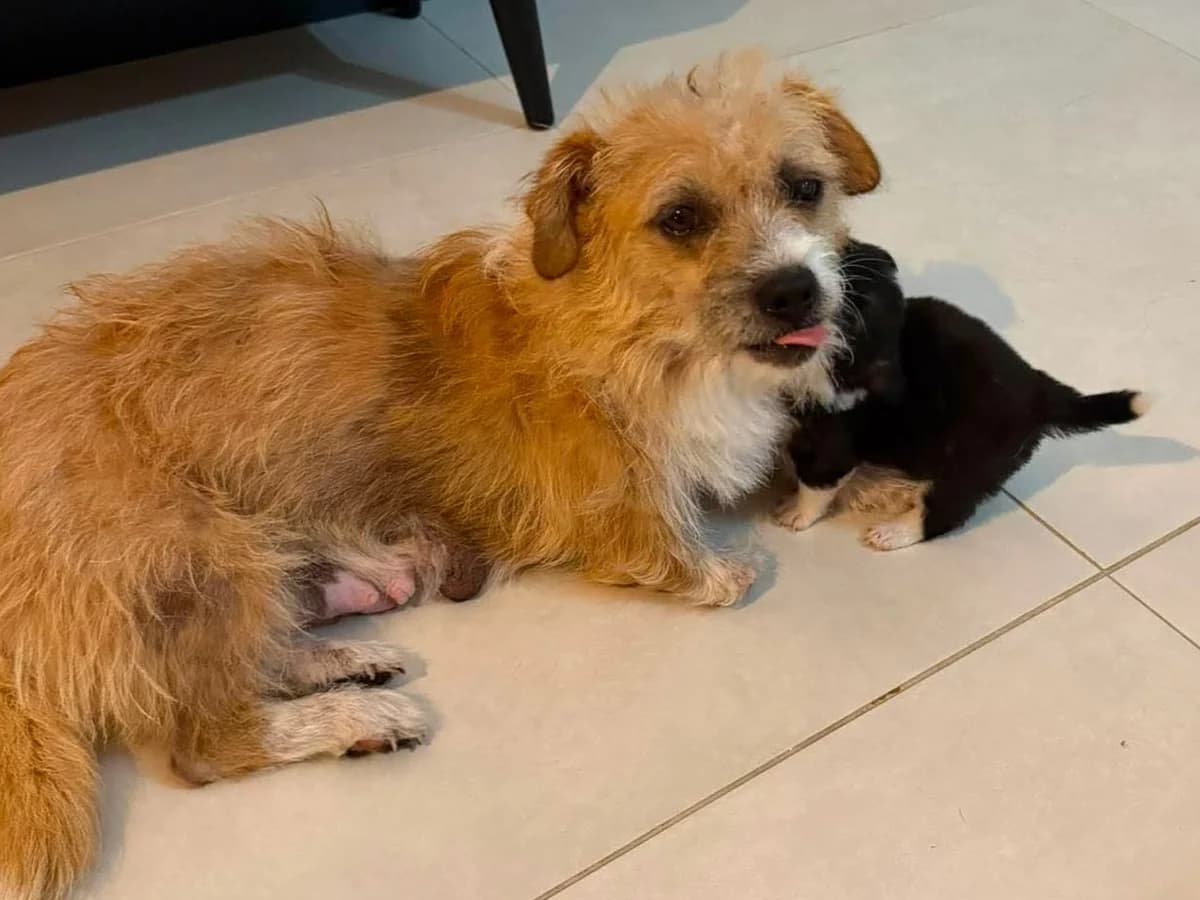 Nova, female young Mixed Breed for adoption at Claudias Herzenshunde, Germany