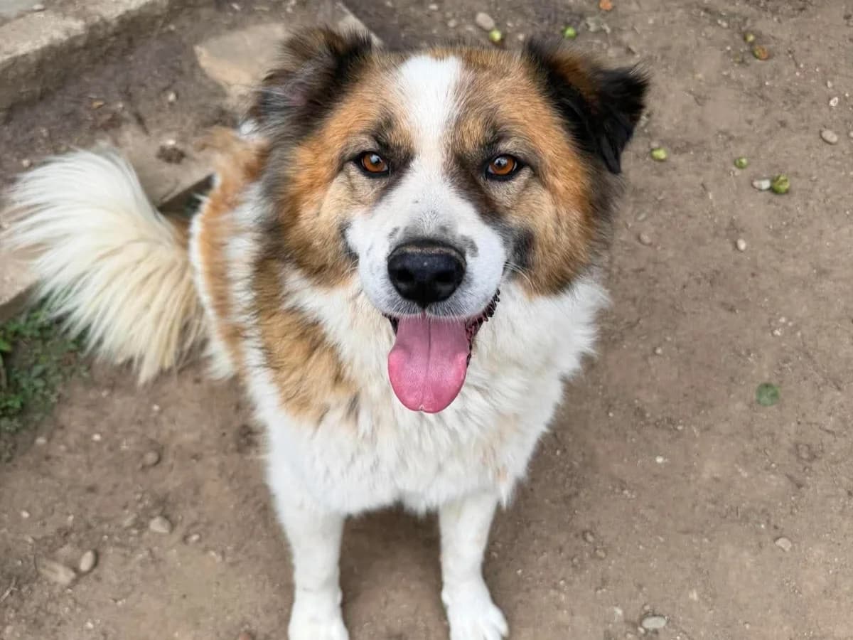 Olli, male young Mixed Breed for adoption at Claudias Herzenshunde, Germany