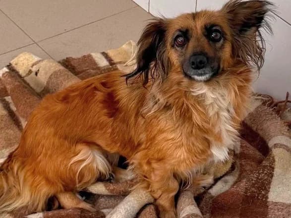 Oona, female young Mixed Breed for adoption at Claudias Herzenshunde, Germany