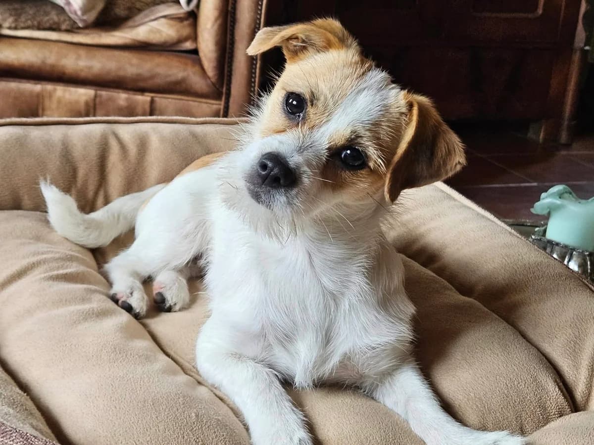 Oria in 84424 Isen, female senior Mixed Breed for adoption at Claudias Herzenshunde, Germany