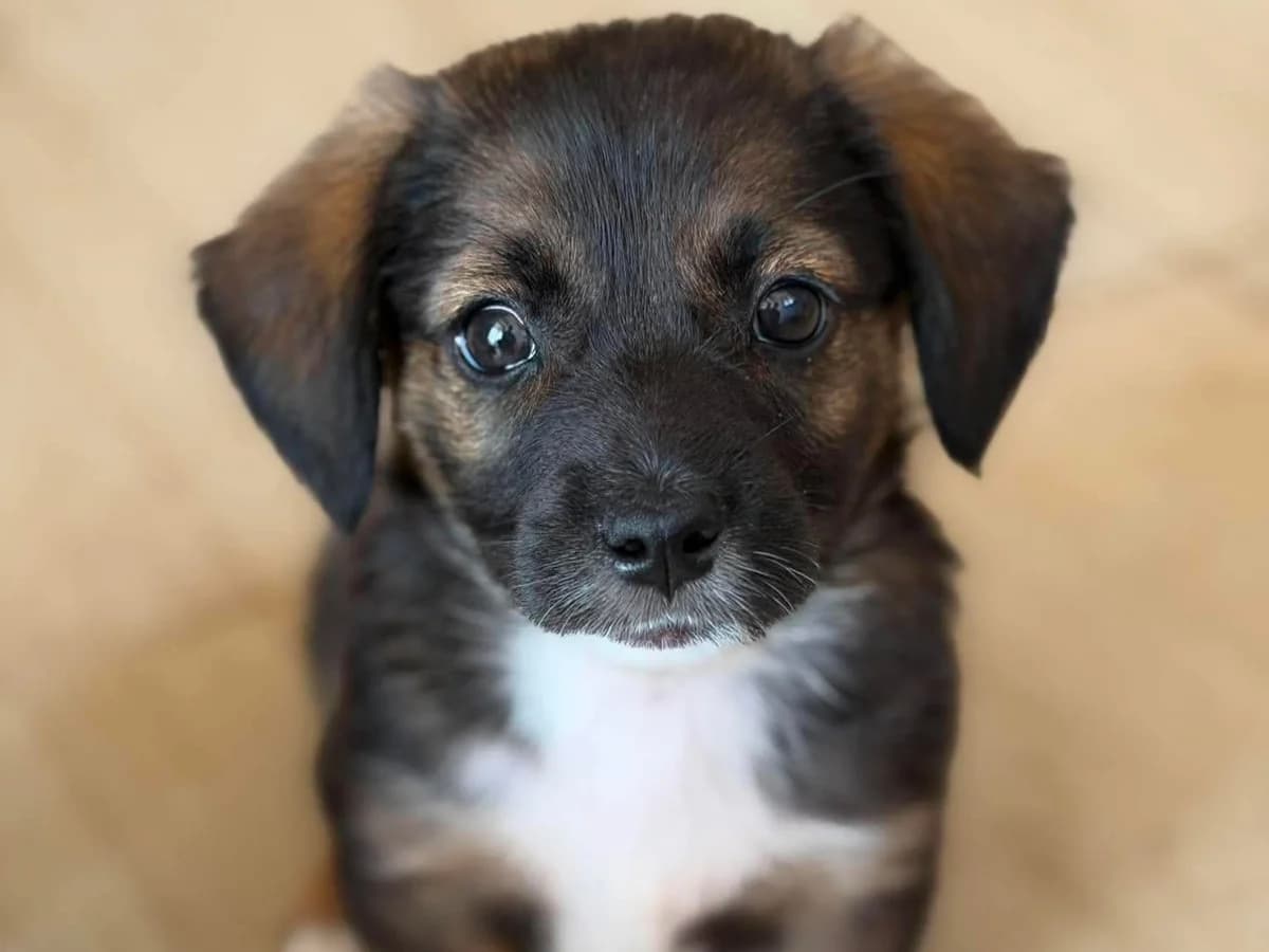 Ozzy, female puppy Mixed Breed for adoption at Claudias Herzenshunde, Germany