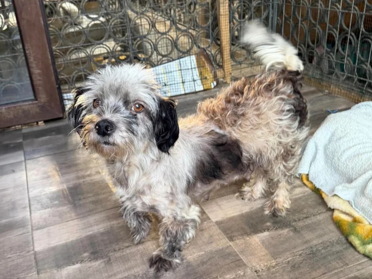 Padmè, female young Mixed Breed for adoption at Claudias Herzenshunde, Germany