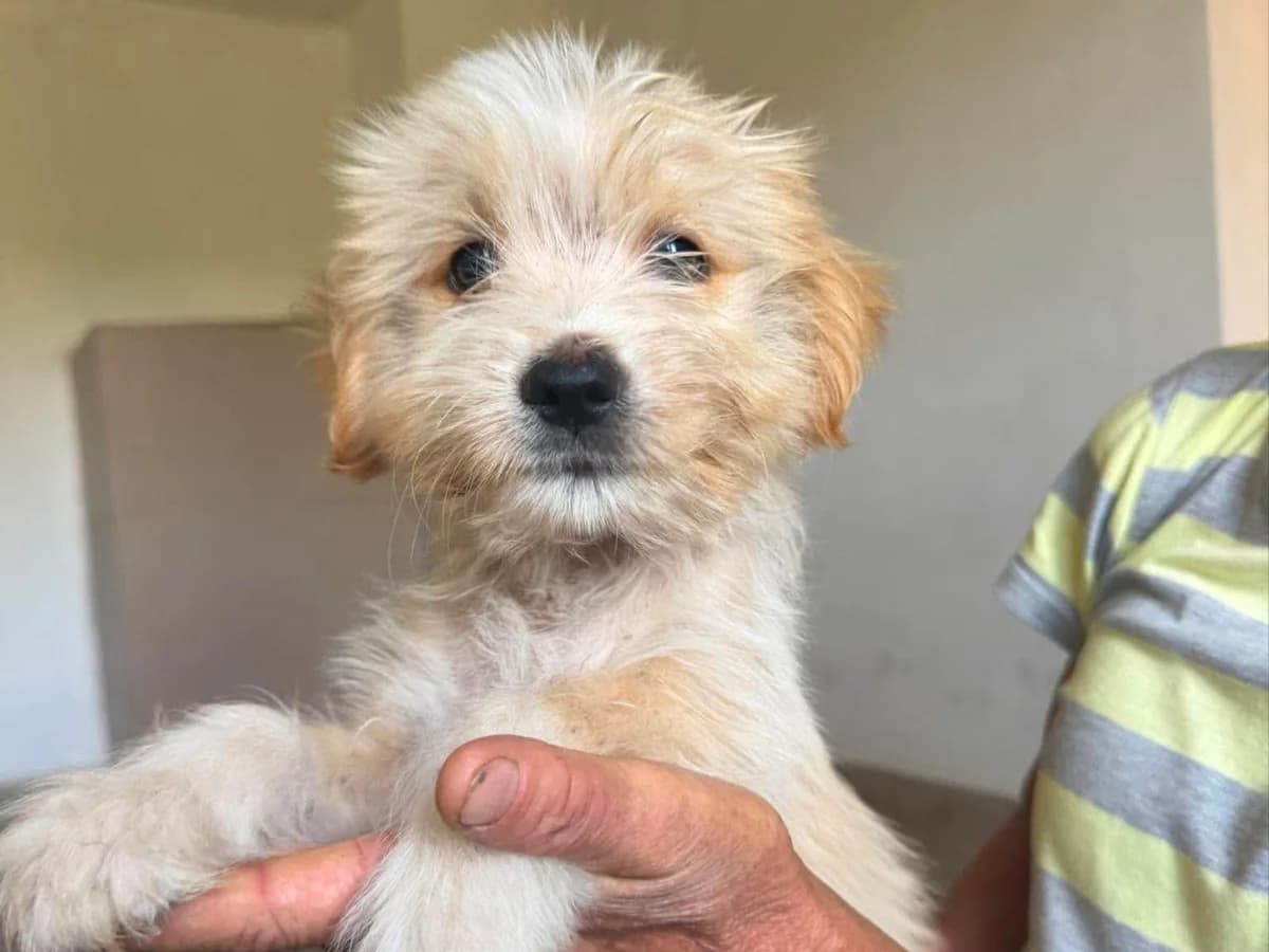 Phil, male puppy Mixed Breed for adoption at Claudias Herzenshunde, Germany