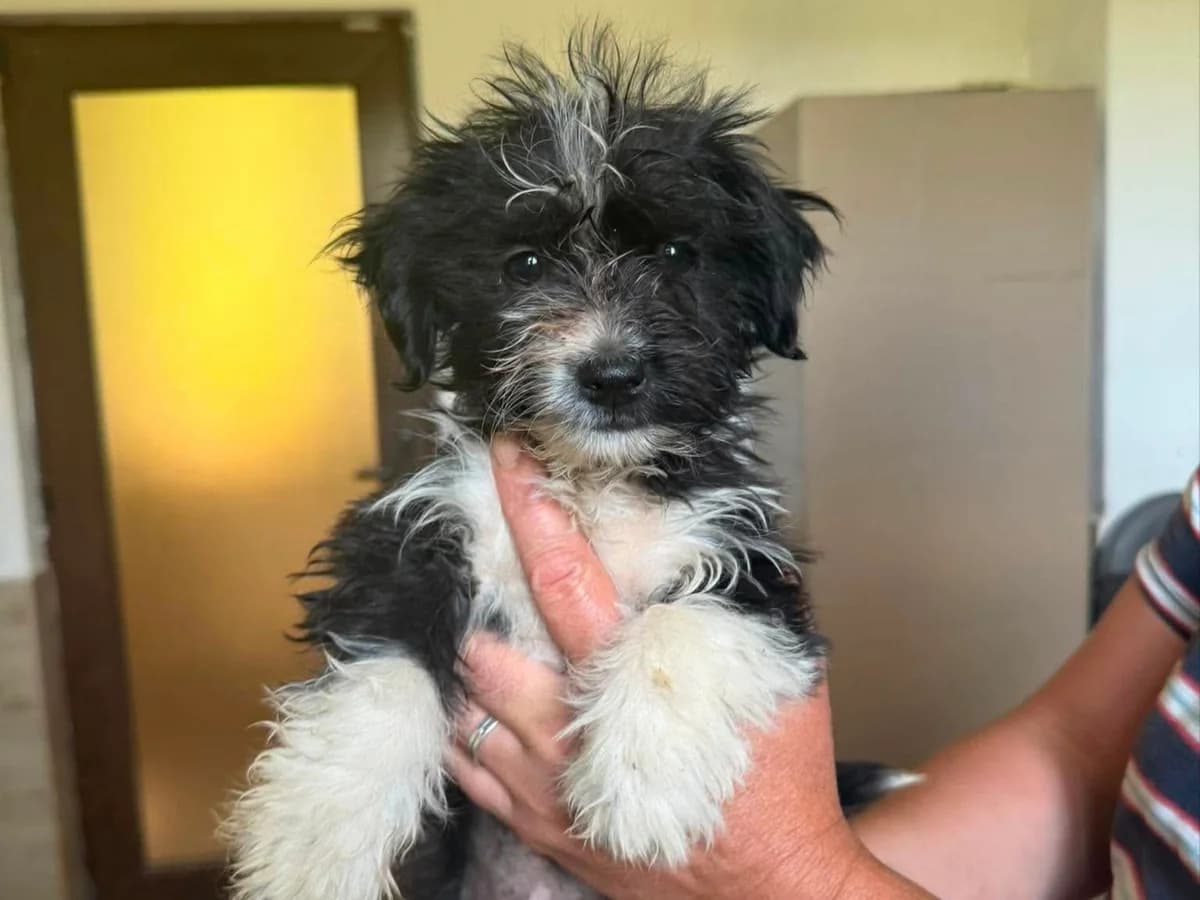 Phio, male puppy Mixed Breed for adoption at Claudias Herzenshunde, Germany