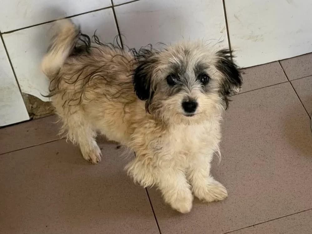 Pixy, female puppy Mixed Breed for adoption at Claudias Herzenshunde, Germany