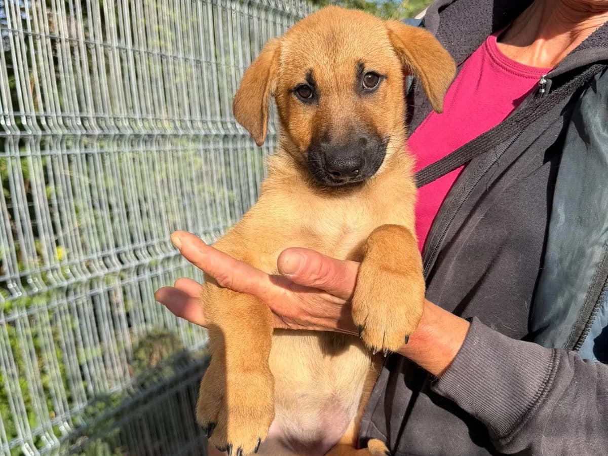Reny, female puppy Mixed Breed for adoption at Claudias Herzenshunde, Germany
