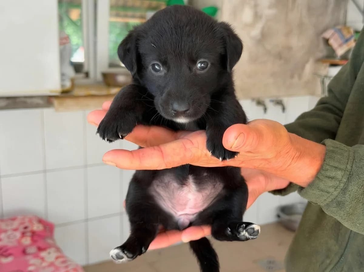 Rike, female puppy Mixed Breed for adoption at Claudias Herzenshunde, Germany