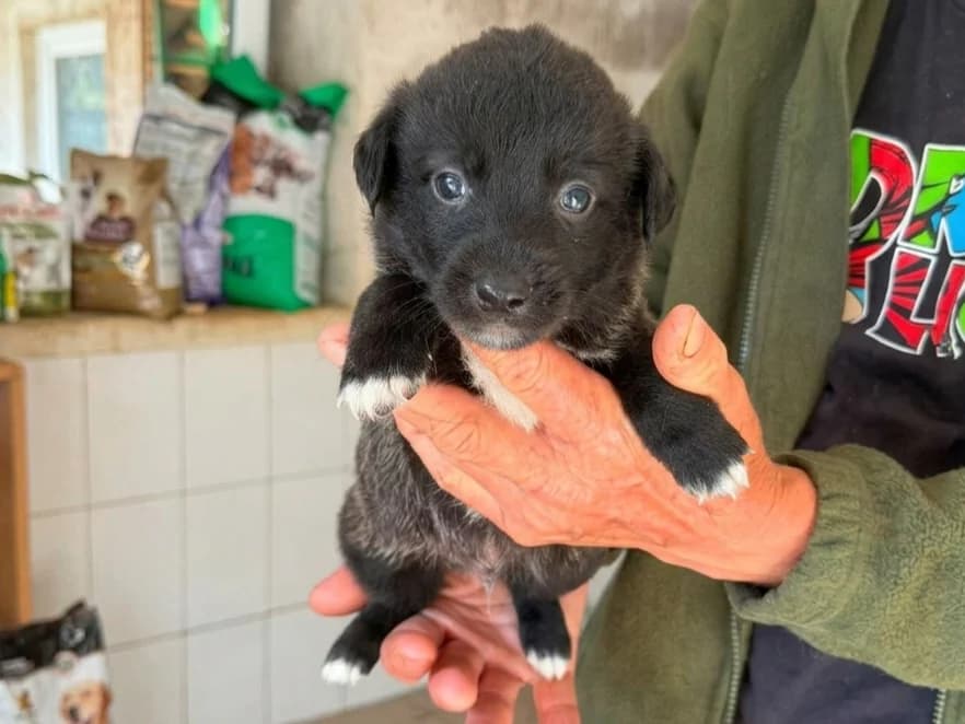 Rio, male puppy Mixed Breed for adoption at Claudias Herzenshunde, Germany