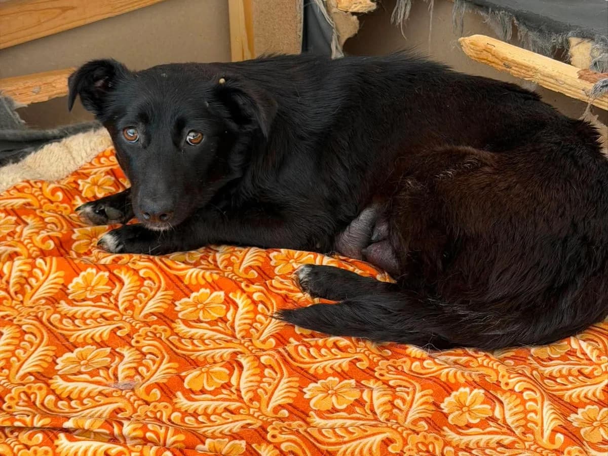 Roxy, female young Mixed Breed for adoption at Claudias Herzenshunde, Germany