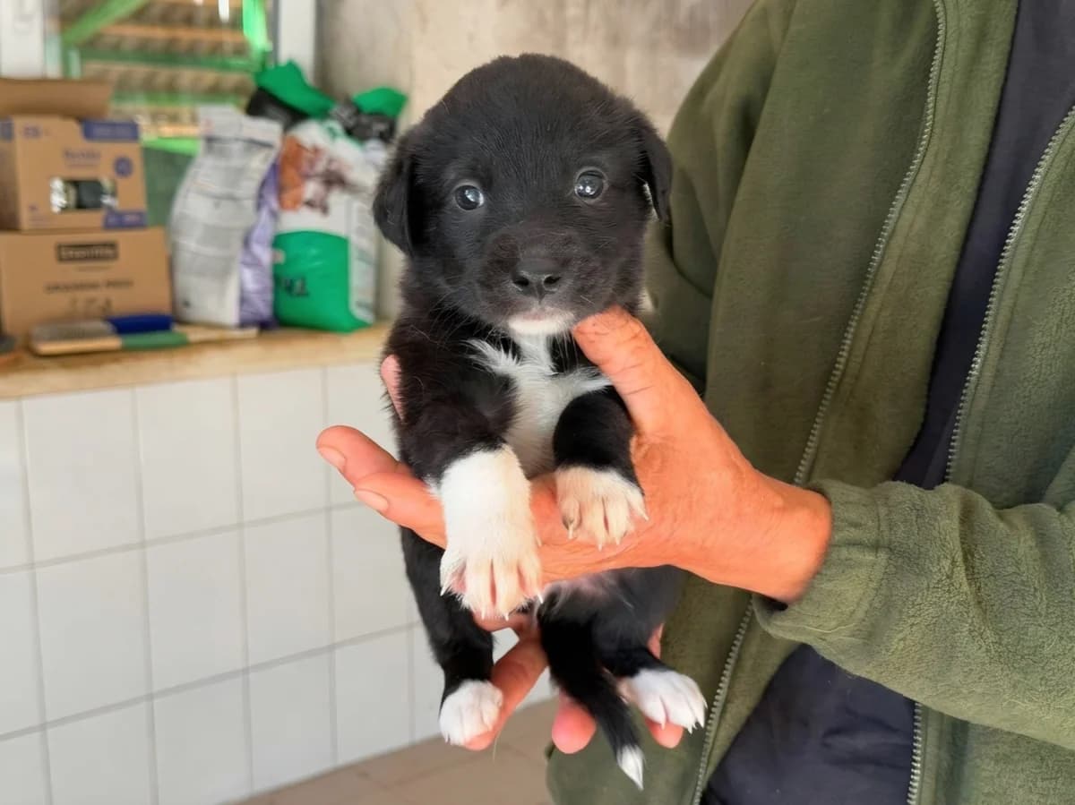Rudi, male puppy Mixed Breed for adoption at Claudias Herzenshunde, Germany