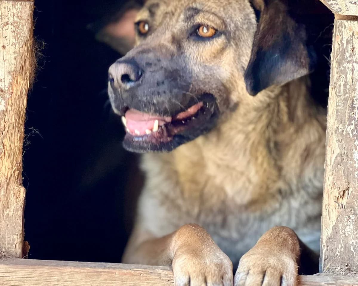 Runa RESERVIERT in 31708 Ahnsen, Mixed Breed (Claudias Herzenshunde)