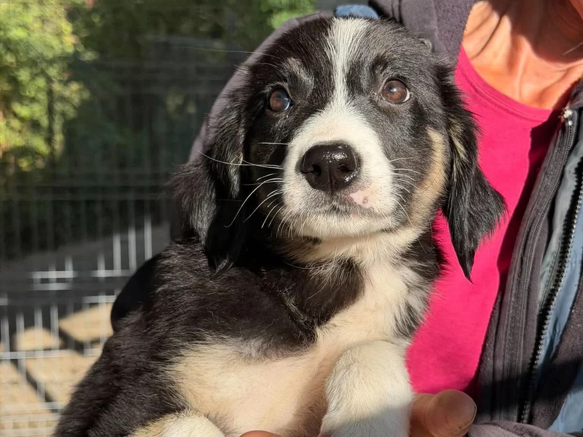Samu RESERVIERT, male puppy Mixed Breed for adoption at Claudias Herzenshunde, Germany