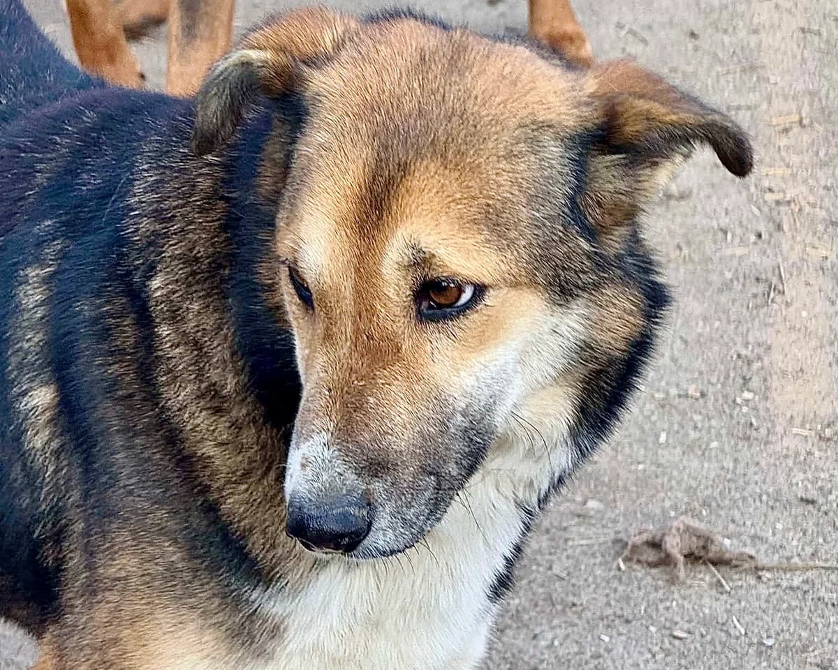 Usha, female young Mixed Breed for adoption at Claudias Herzenshunde, Germany