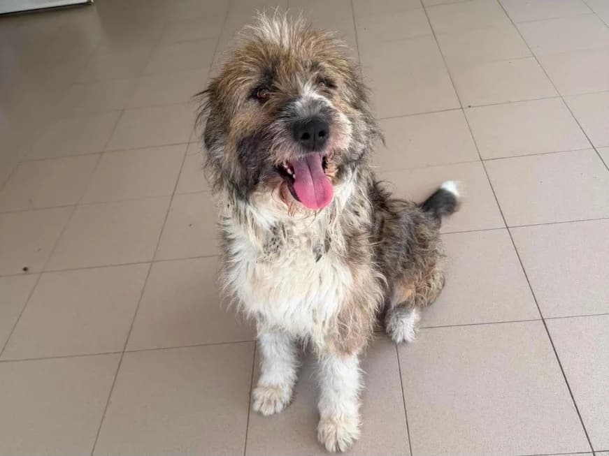 Uva, female young Mixed Breed for adoption at Claudias Herzenshunde, Germany