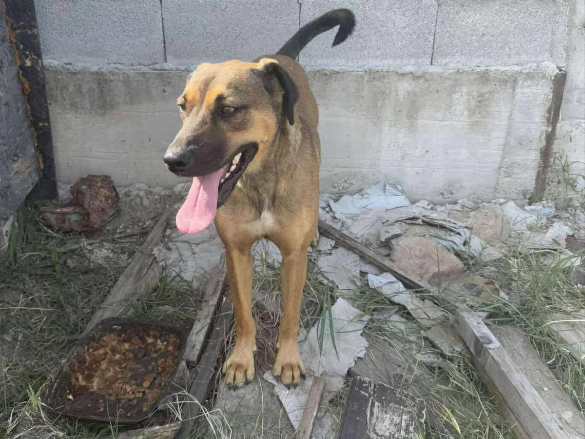 Yona, Mixed Breed (Claudias Herzenshunde)