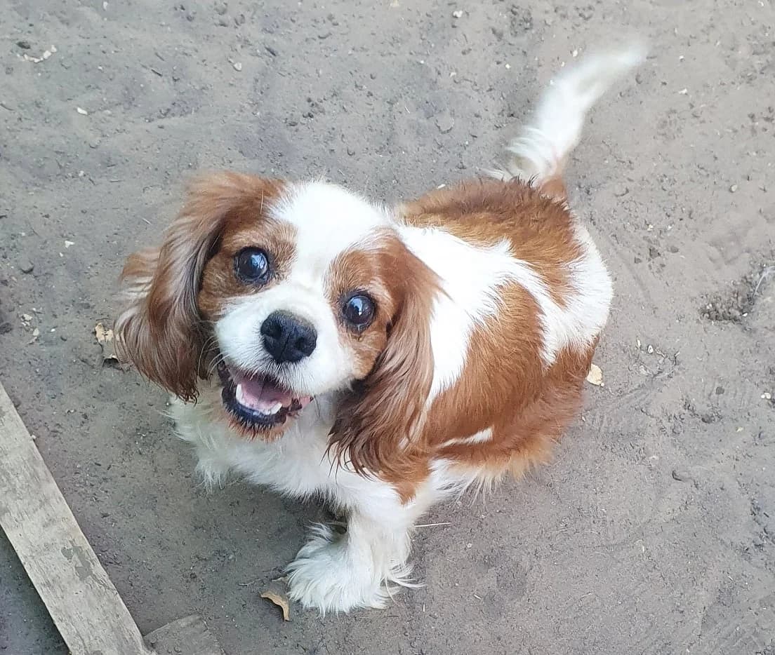 Unknown, female Cocker Spaniel for adoption at Cocker und Setter in Not, Osnabrück