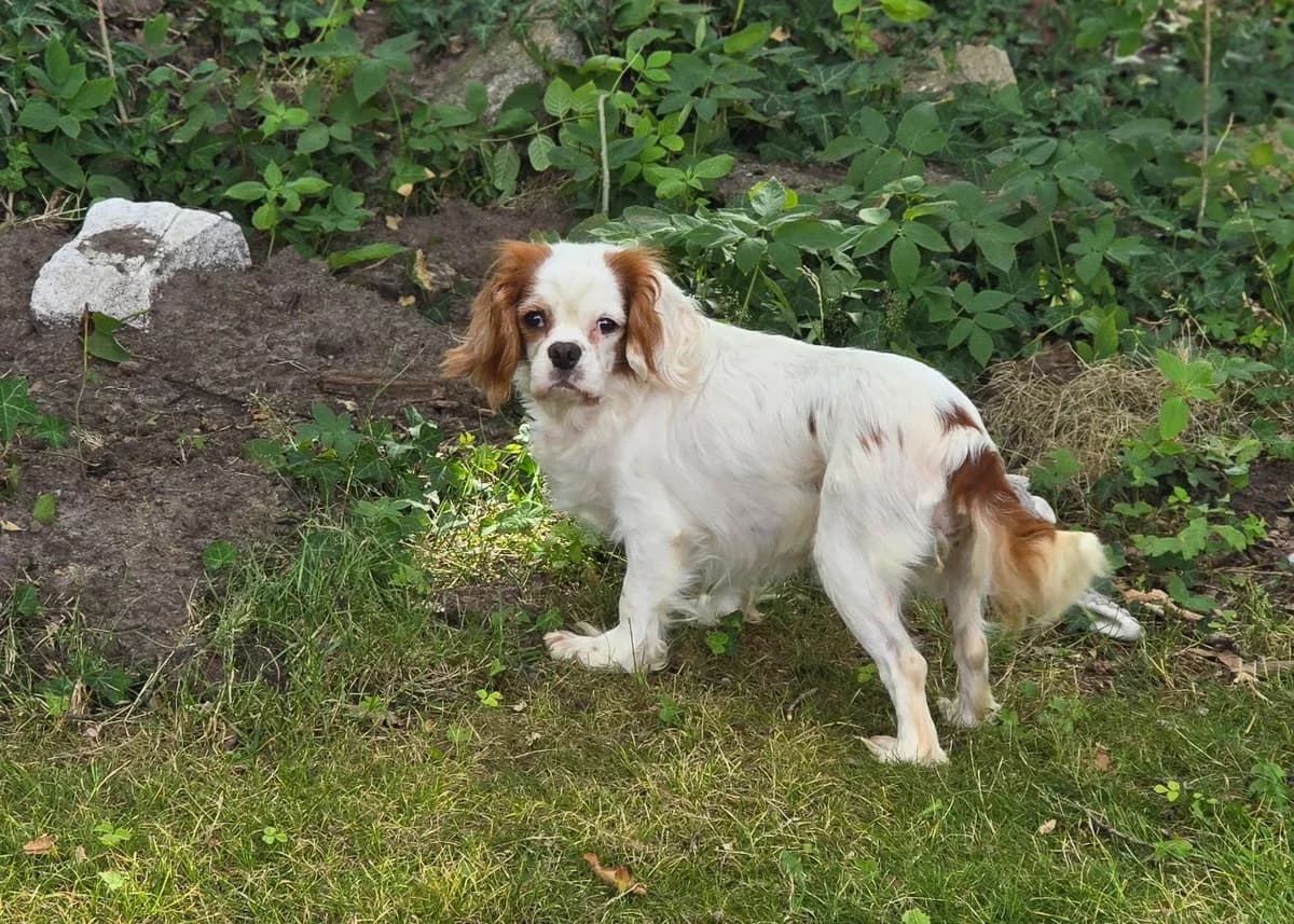 Elza, female Cocker Spaniel for adoption at Cocker und Setter in Not, Osnabrück