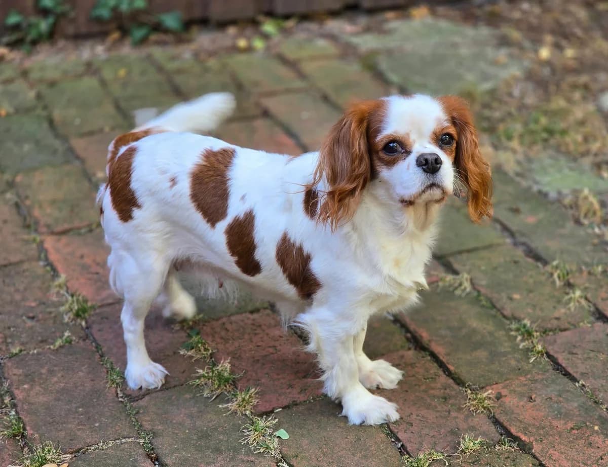 Anna, female Cocker Spaniel for adoption at Cocker und Setter in Not, Osnabrück