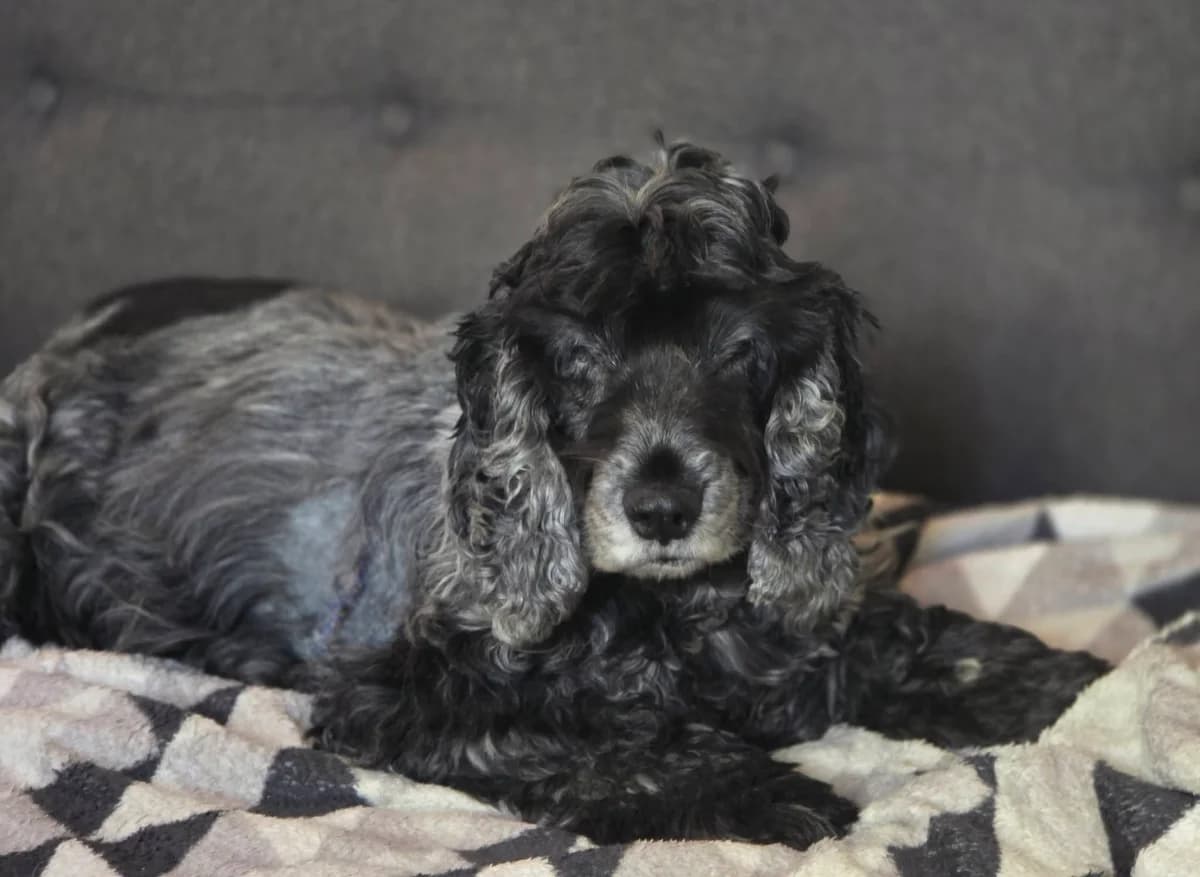 Lena, female Cocker Spaniel for adoption at Cocker und Setter in Not, Osnabrück
