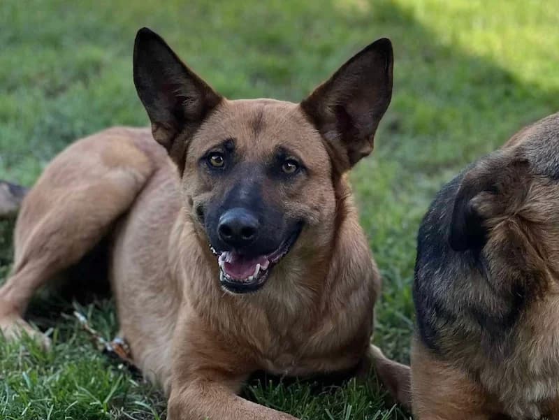 Hana, female Mixed Breed for adoption at Daisy Family Rescue e.V., Germany