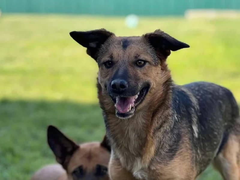 Vicky, female Mixed Breed for adoption at Daisy Family Rescue e.V., Germany