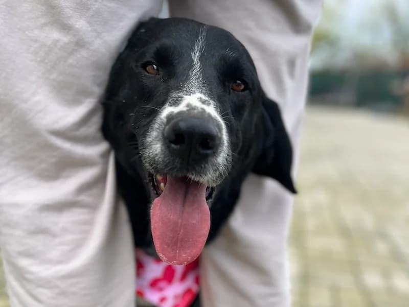 Juda, male Mixed Breed for adoption at Daisy Family Rescue e.V., Germany