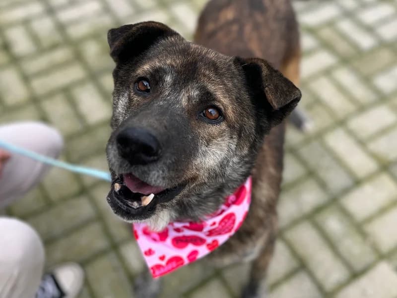 Massimo, male Mixed Breed for adoption at Daisy Family Rescue e.V., Germany