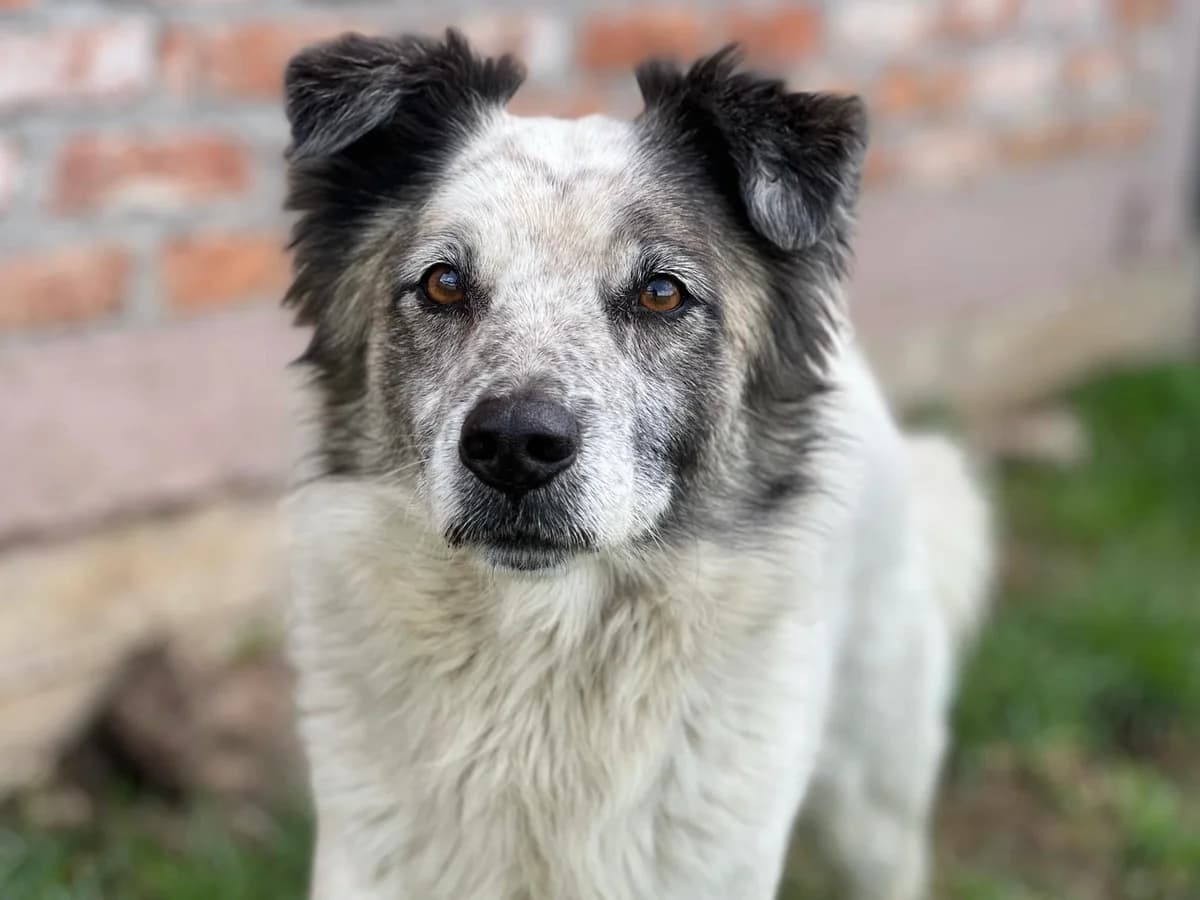 Spirit, male Mixed Breed for adoption at Daisy Family Rescue e.V., Germany