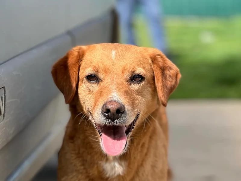 Peggy, female Mixed Breed for adoption at Daisy Family Rescue e.V., Germany