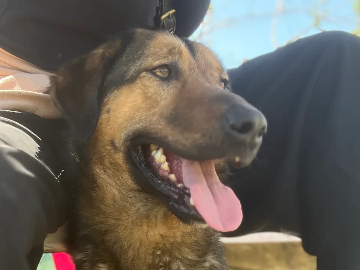 Toni, male Mixed Breed for adoption at Daisy Family Rescue e.V., Germany