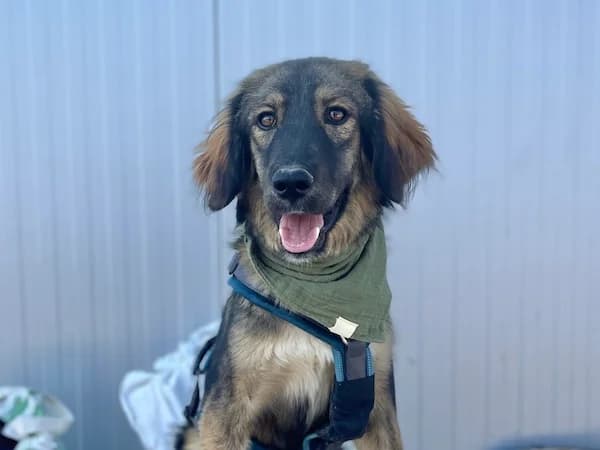 Davis, male Mixed Breed for adoption at Daisy Family Rescue e.V., Germany