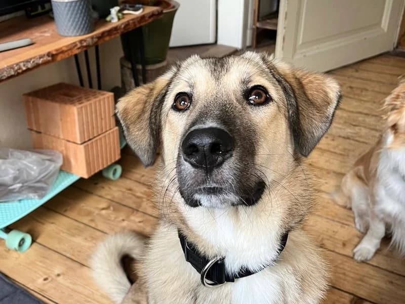 Miles, male young Mixed Breed for adoption at Daisy Family Rescue e.V., Germany