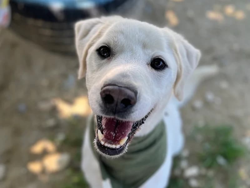 Denis, male Mixed Breed for adoption at Daisy Family Rescue e.V., Germany