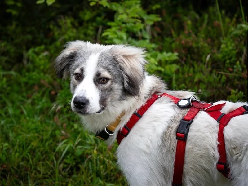 Willow, male Mixed Breed for adoption at Daisy Family Rescue e.V., Germany